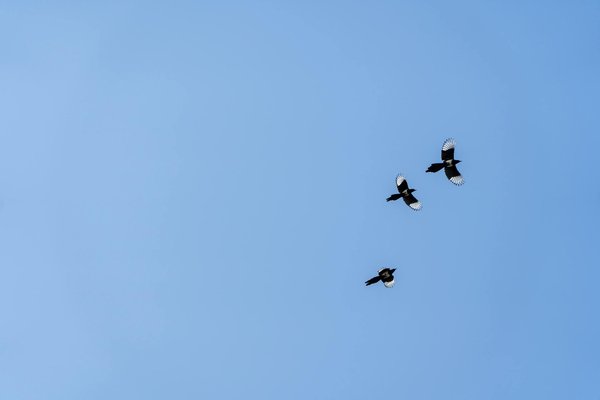 Soulager le Mal de Dos au Bureau : Les Bienfaits des Postes de Travail Ergonomiques